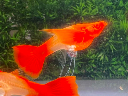 Koi Red Ear Ribbon Butterfly Ear Guppy
