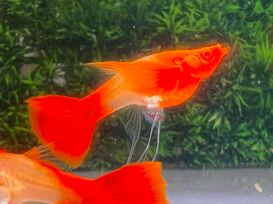 Koi Red Ear Ribbon Butterfly Ear Guppy