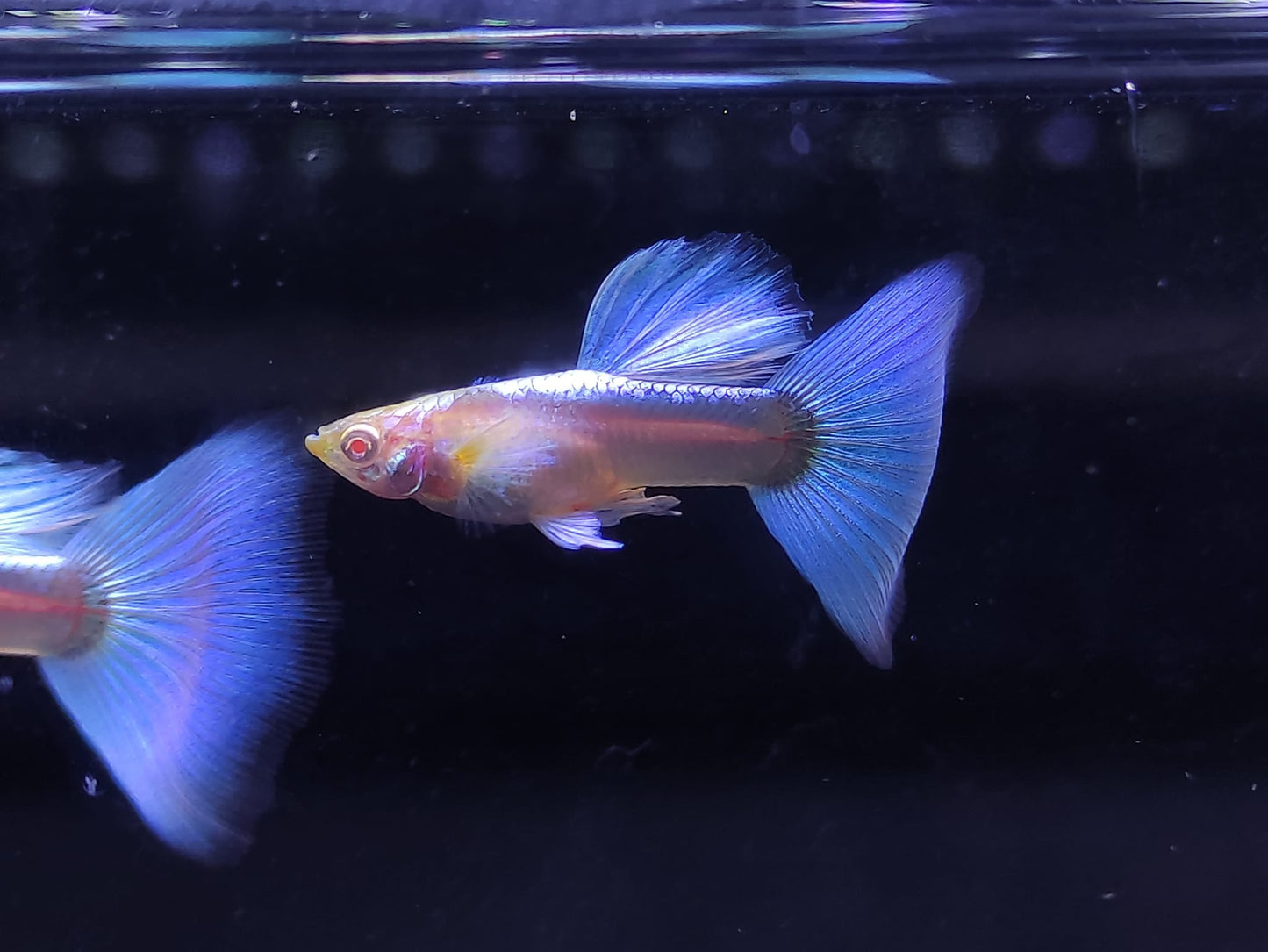 Blue Topaz Ribbon Guppy