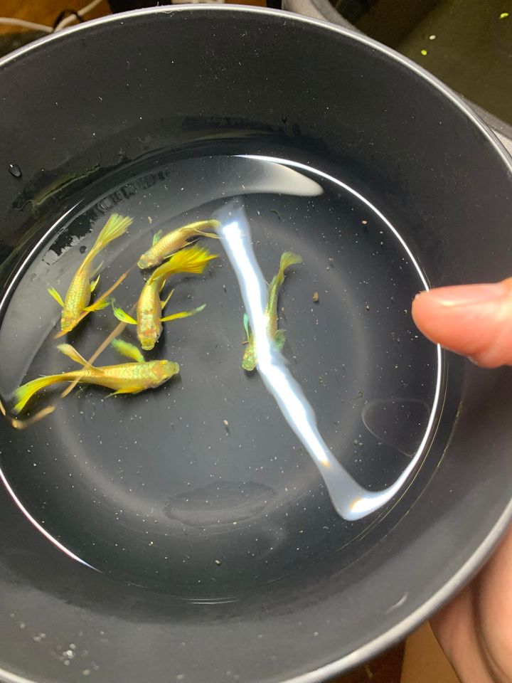 Full 24K Gold Ribbon Guppy
