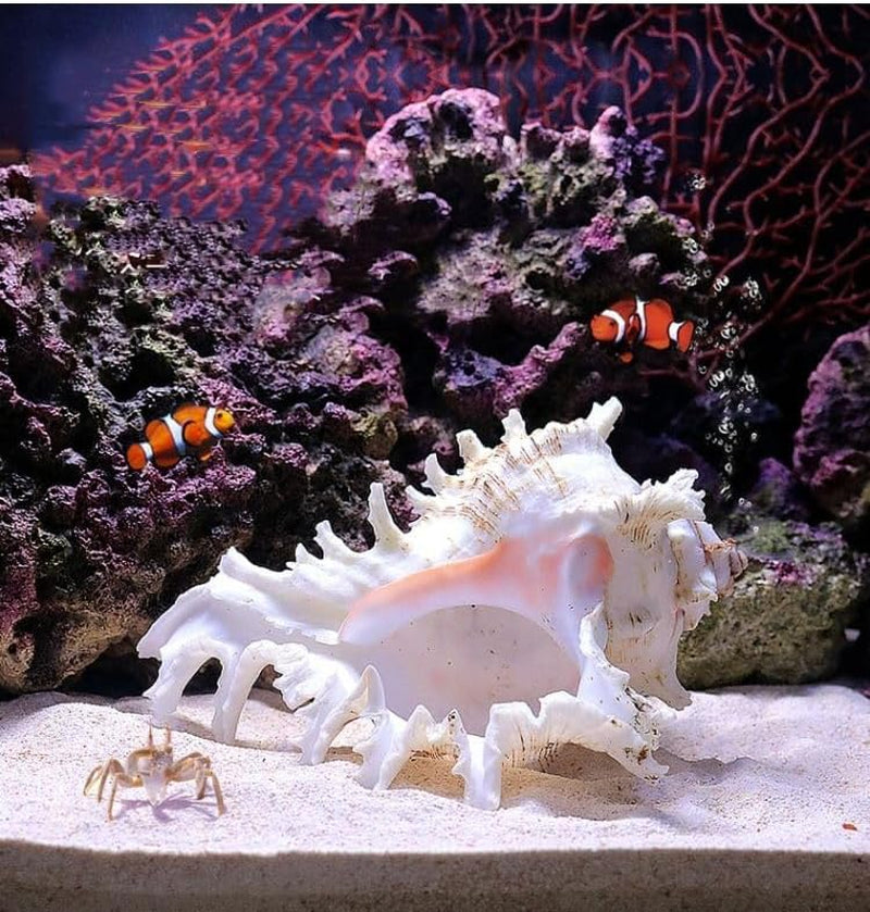Natural Conch Shell Aquarium Decoration