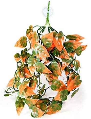Pangea Orange Plant