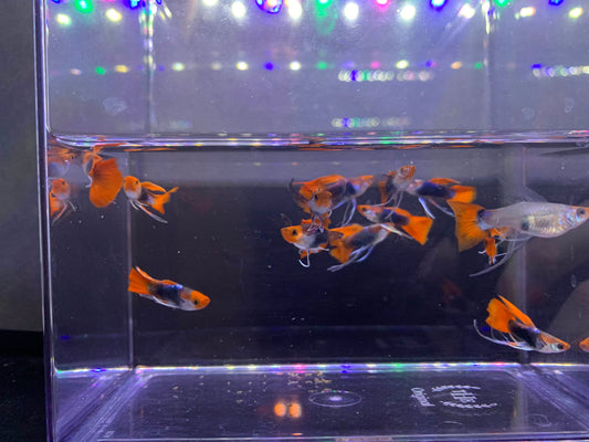 Black Koi Ribbon Butterfly Ears Guppy