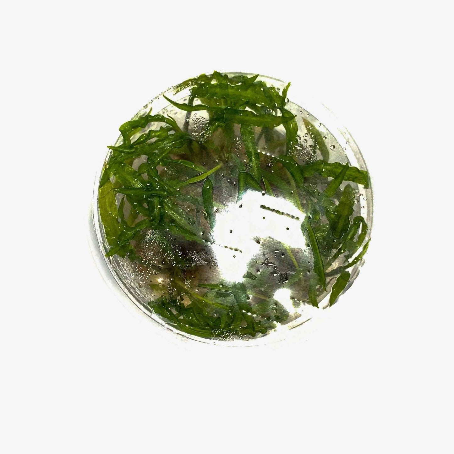 Cryptocoryne balansae