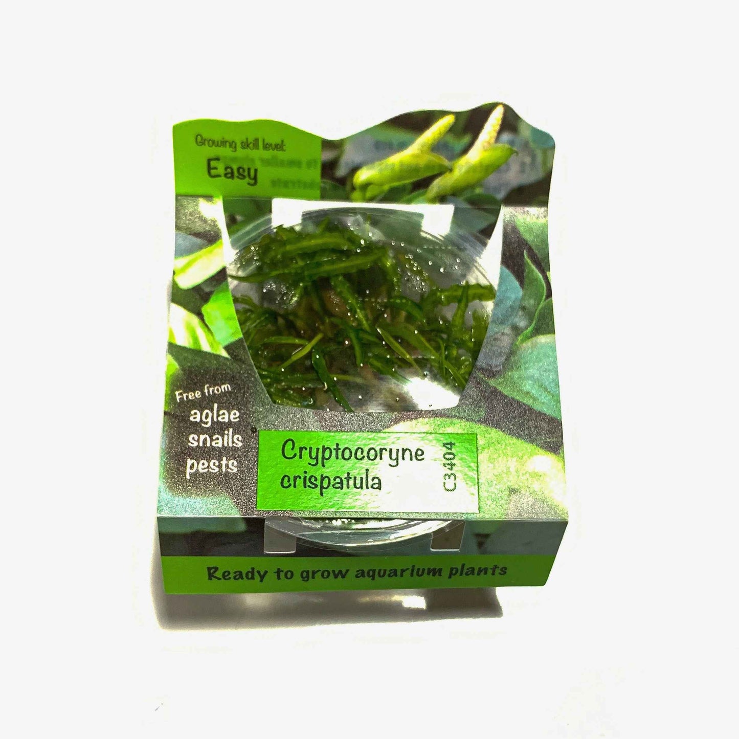 Cryptocoryne balansae