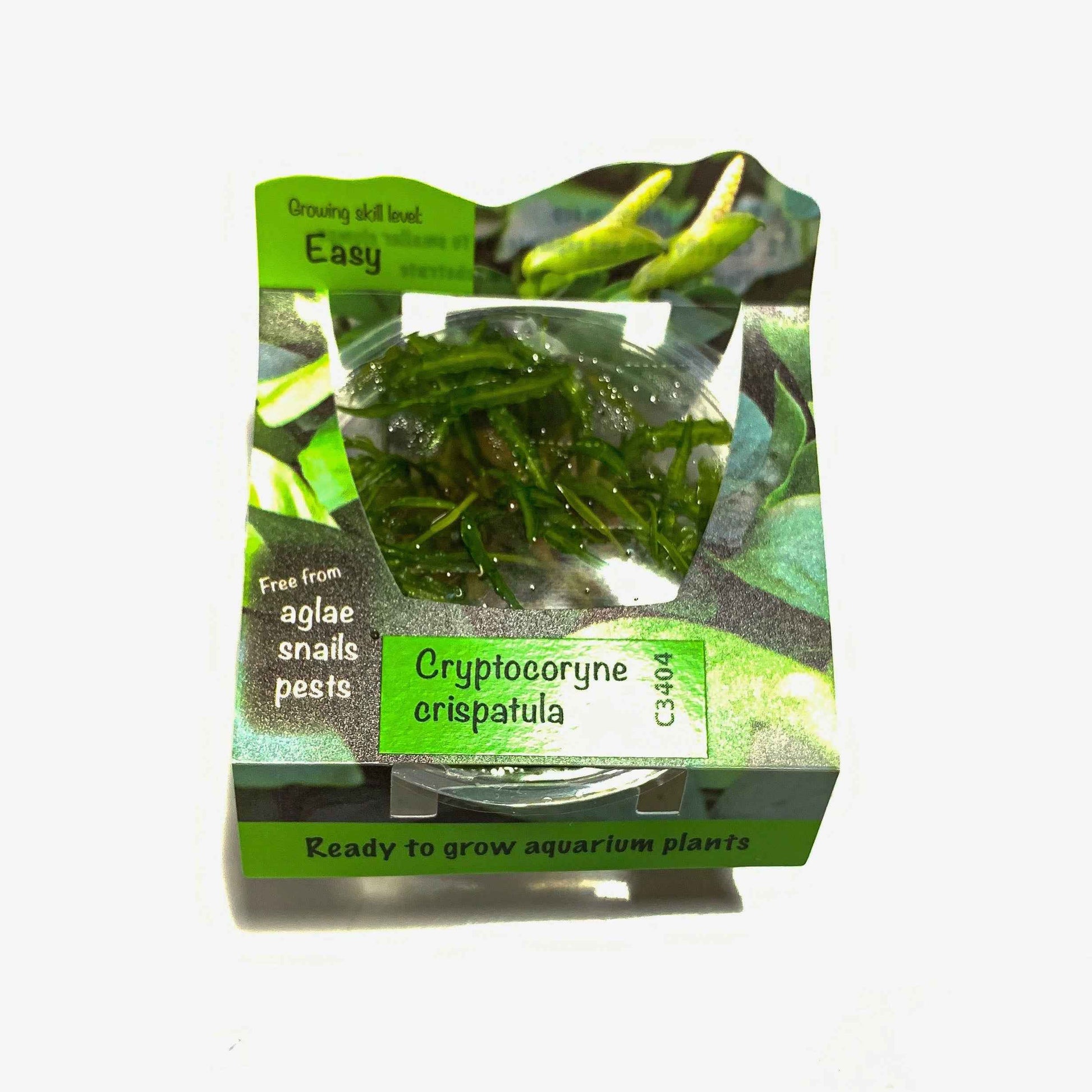 Cryptocoryne balansae