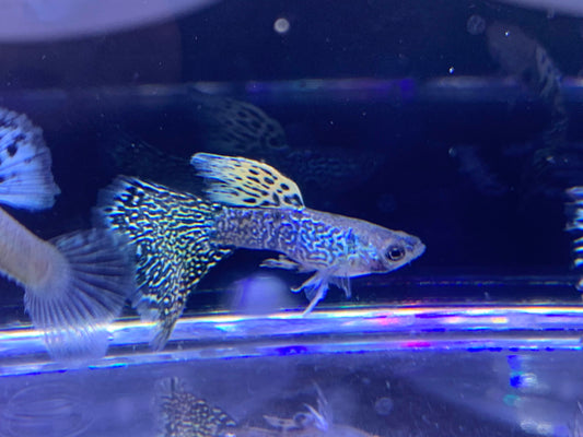 Tiger King Cobra Guppy