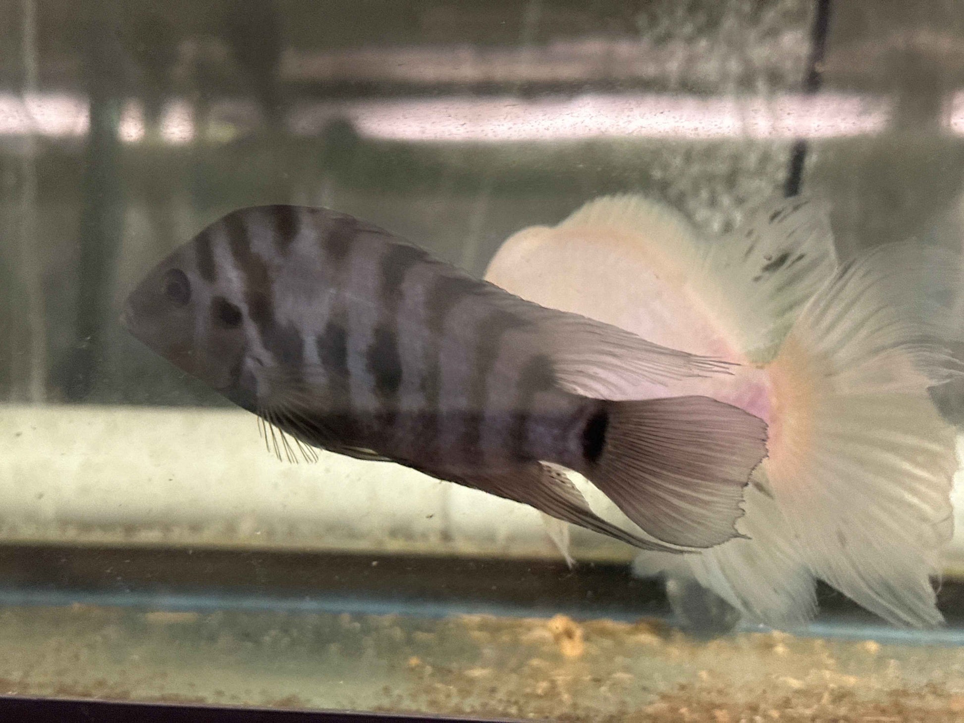 Convict cichlids