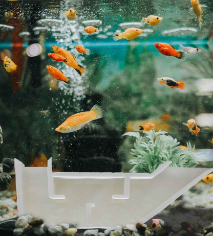 Chatelet Aquarium Underground Tunnel | Fish & Shrimp Hideout for Aquariums | Unique Underground Viewing Tunnel | Made in USA