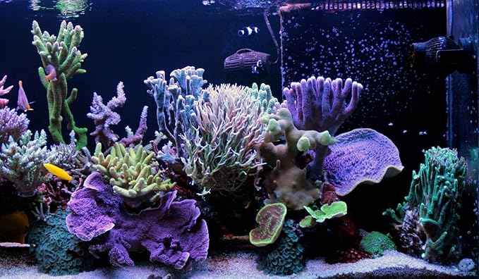 Aquatic Foods Inc. 6-Pack of Bloodworms, Brine Shrimp, Daphnia, Mysis Shrimp, Rotifers, Tubifex Powder & Bits for Freshwater Fish, Marines, Corals, Anemones, Baby Pond Fish…6 x SM Squeeze Bottles