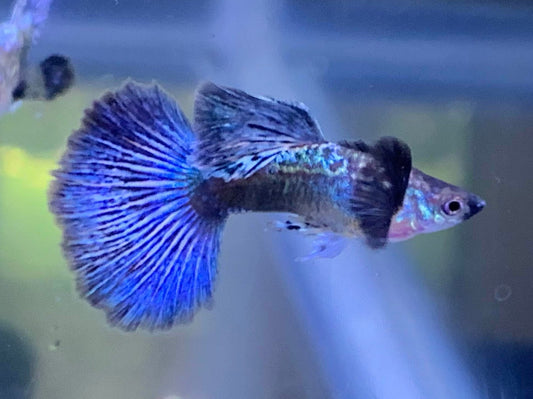 Blue Dragon Guppy