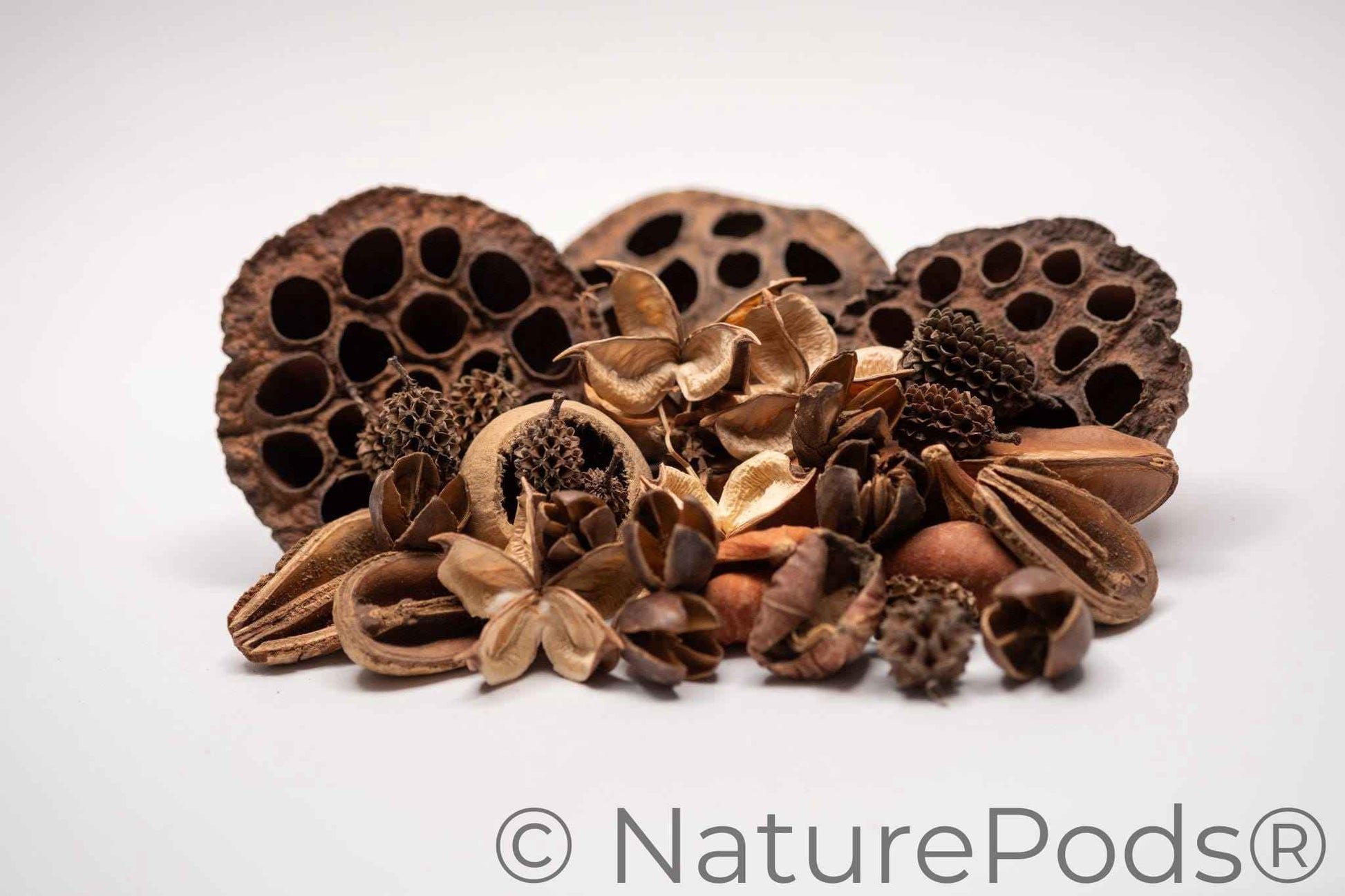 Botanical Seed Pod Variety Pack - 33 Pieces