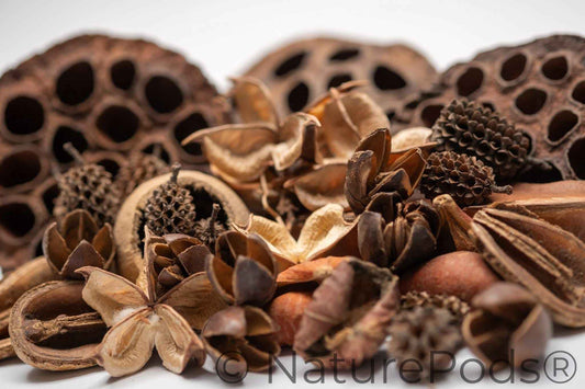 Botanical Seed Pod Variety Pack - 33 Pieces
