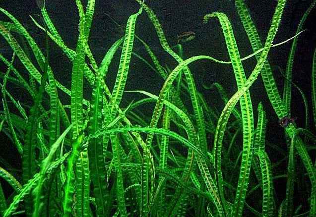 Cryptocoryne balansae