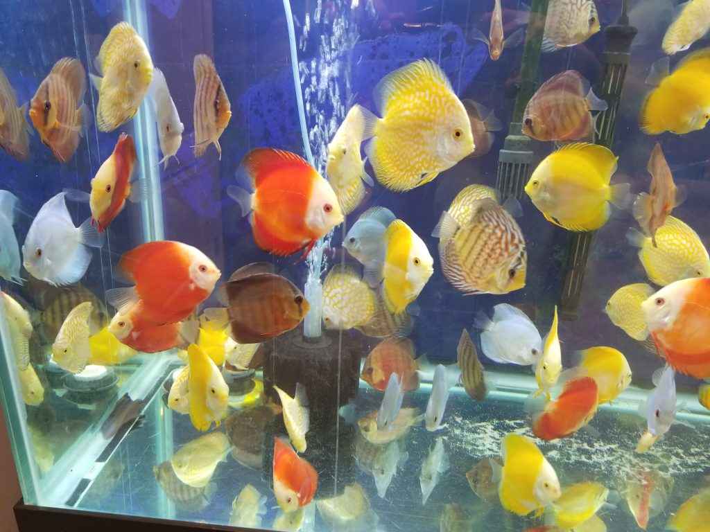 Red Leopard Discus