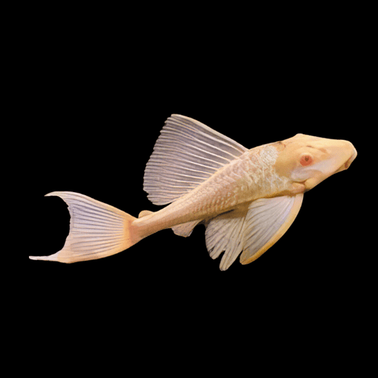 Albino Bristlenose Pleco (Ancistrus cf. cirrhosus)