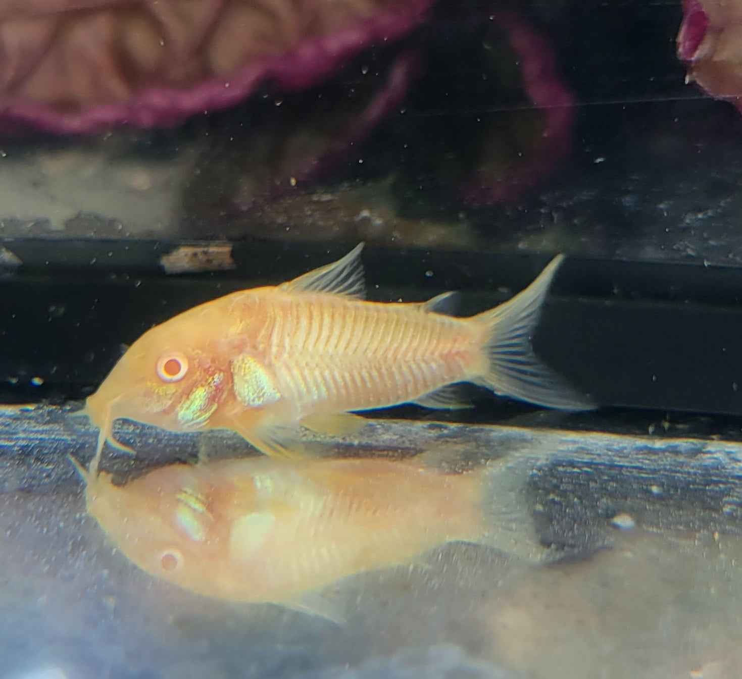 Aeneus Albino Cory (Corydoras aeneus var. albino)