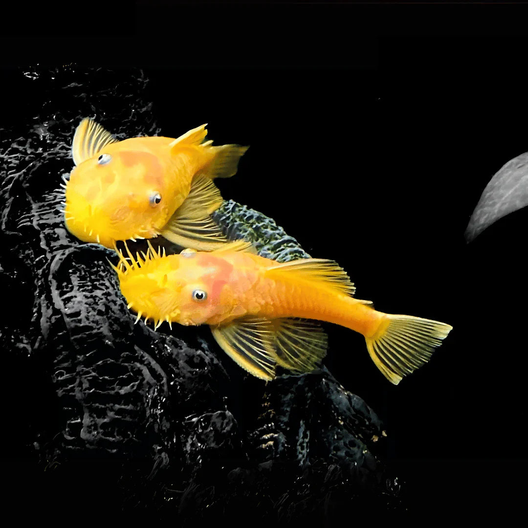 Blue Eye Lemon Bristlenose Pleco