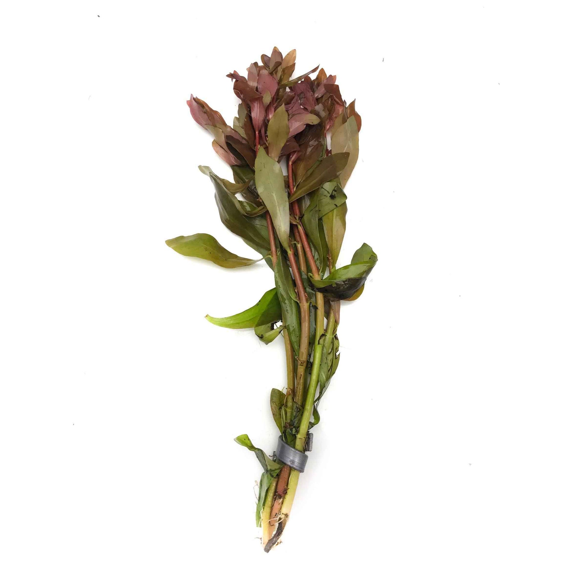 Ammania gracilis