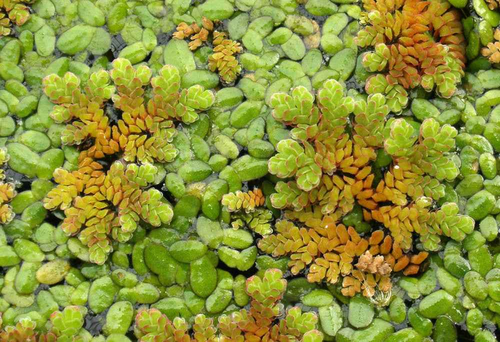Azolla caroliniana