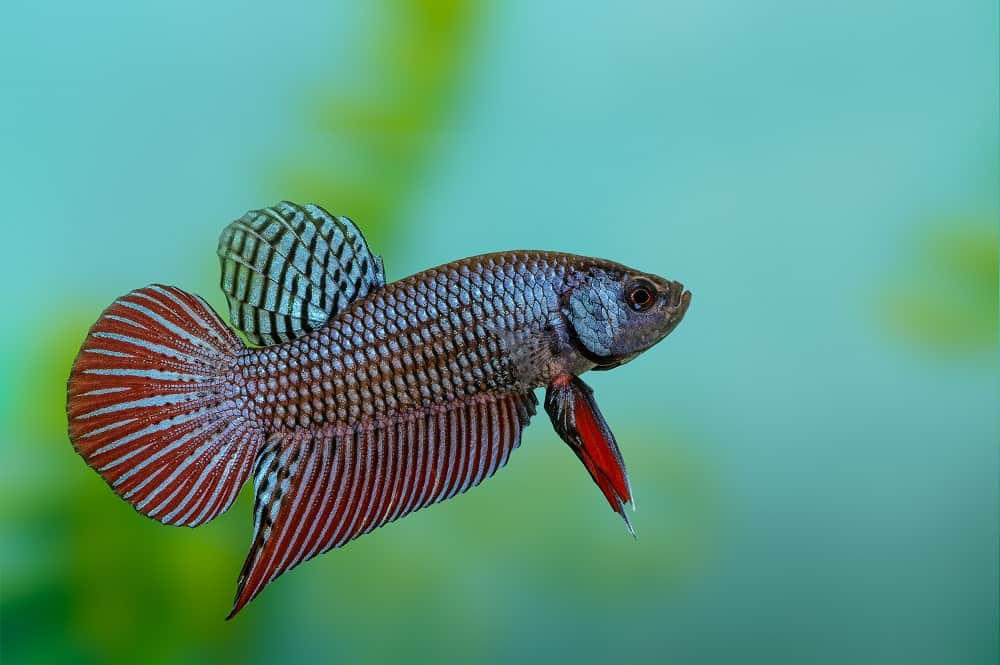 Wild Type Male Bettas