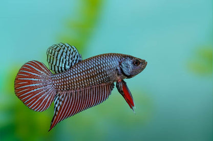 Wild Type Male Bettas