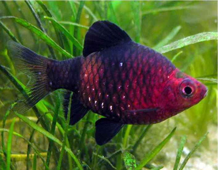 Black Ruby Barb (Pethia nigrofasciata)