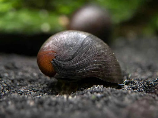 Black snails