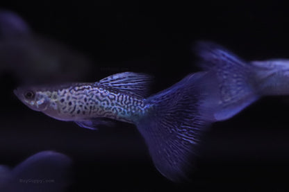 Blue Lace Guppy