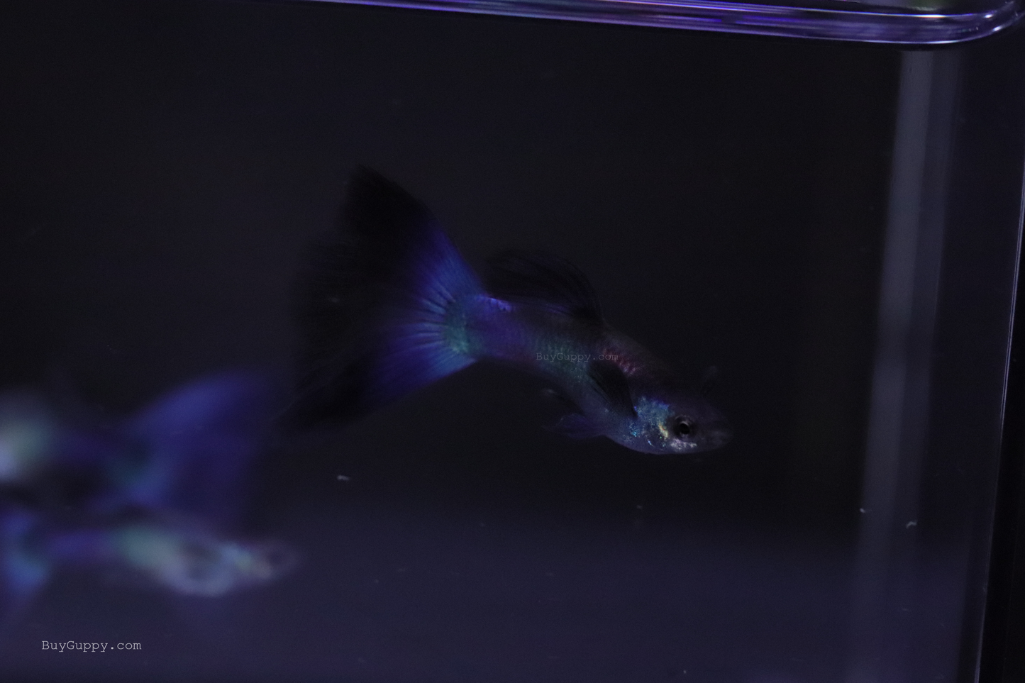 Blue Moscow Guppy