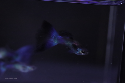 Blue Moscow Guppy