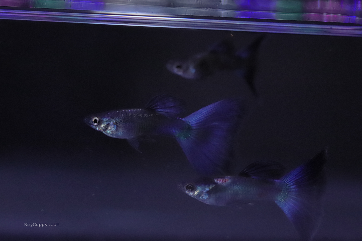 Blue Moscow Guppy