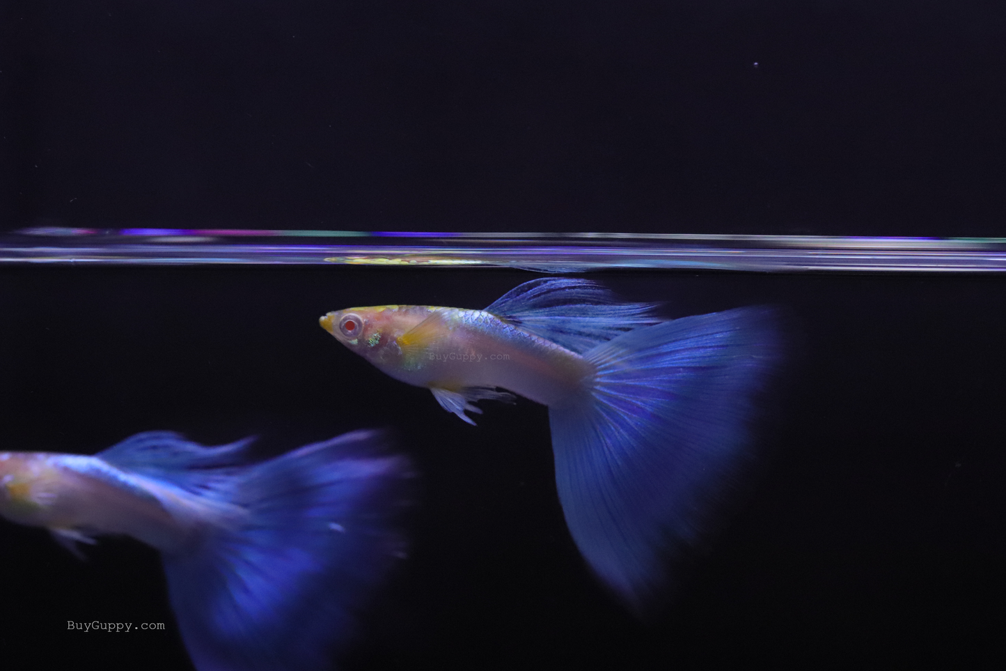 Blue Topaz Ribbon Guppy