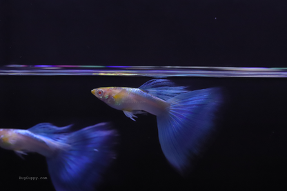 Blue Topaz Ribbon Guppy