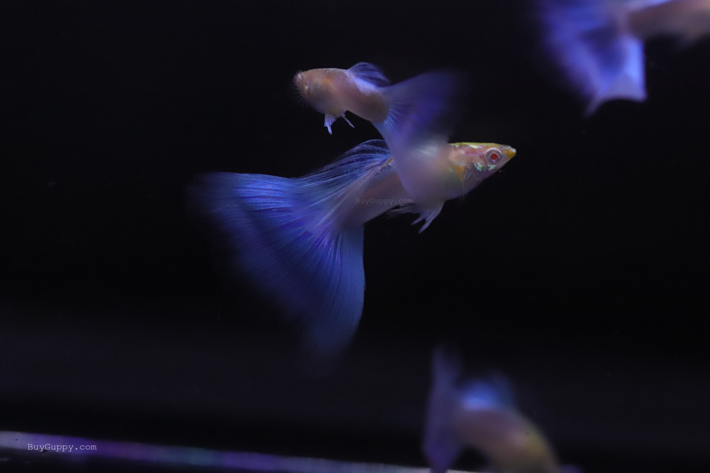 Blue Topaz Ribbon Guppy