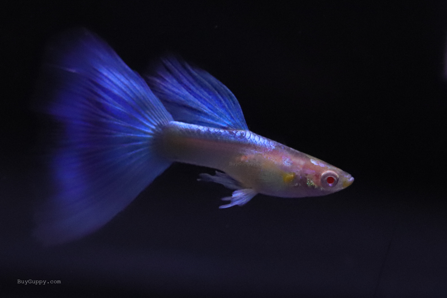 Blue Topaz Ribbon Guppy