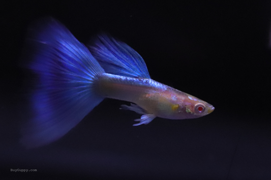 Blue Topaz Ribbon Guppy