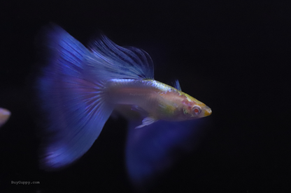 Blue Topaz Ribbon Guppy