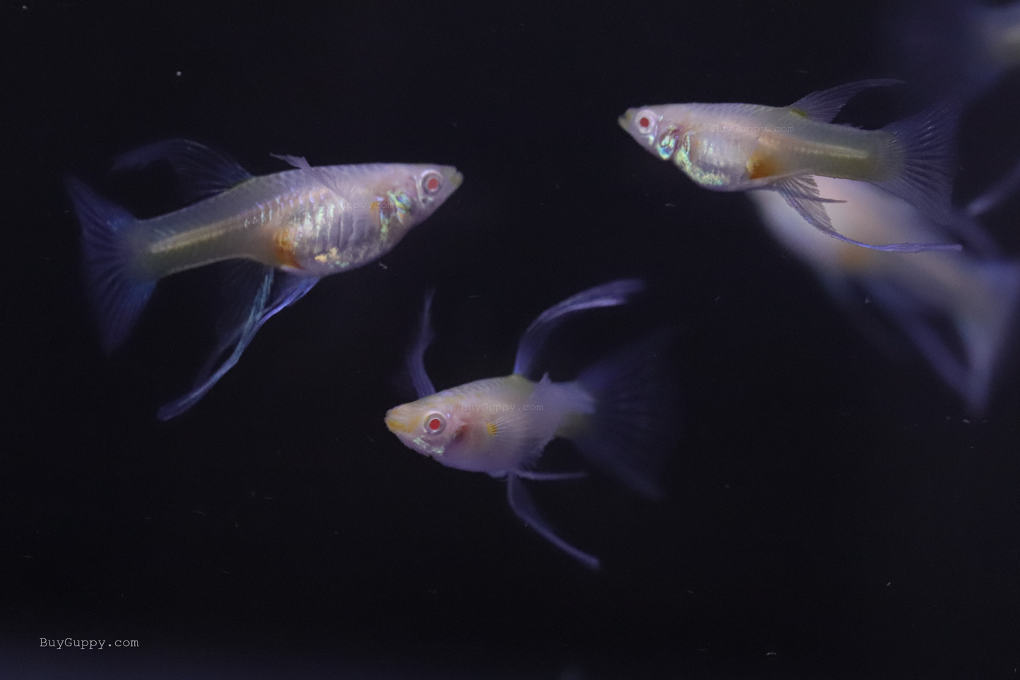Blue Topaz Ribbon Guppy