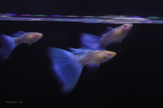 Blue Topaz Ribbon Guppy