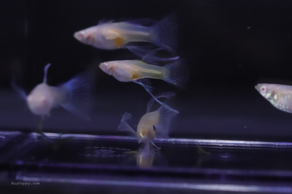 Blue Topaz Ribbon Guppy