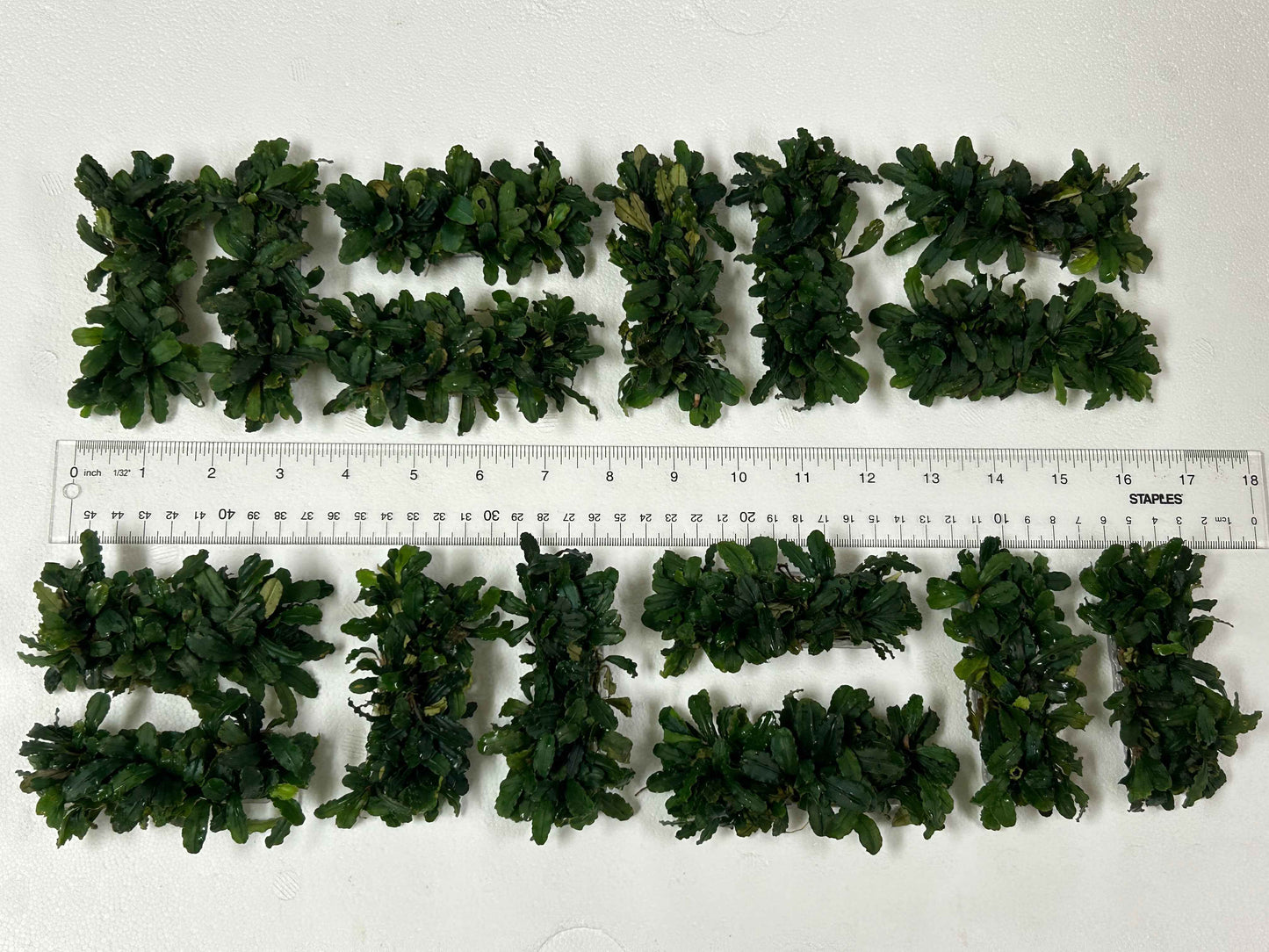 Bucephalandra on Wire Mat