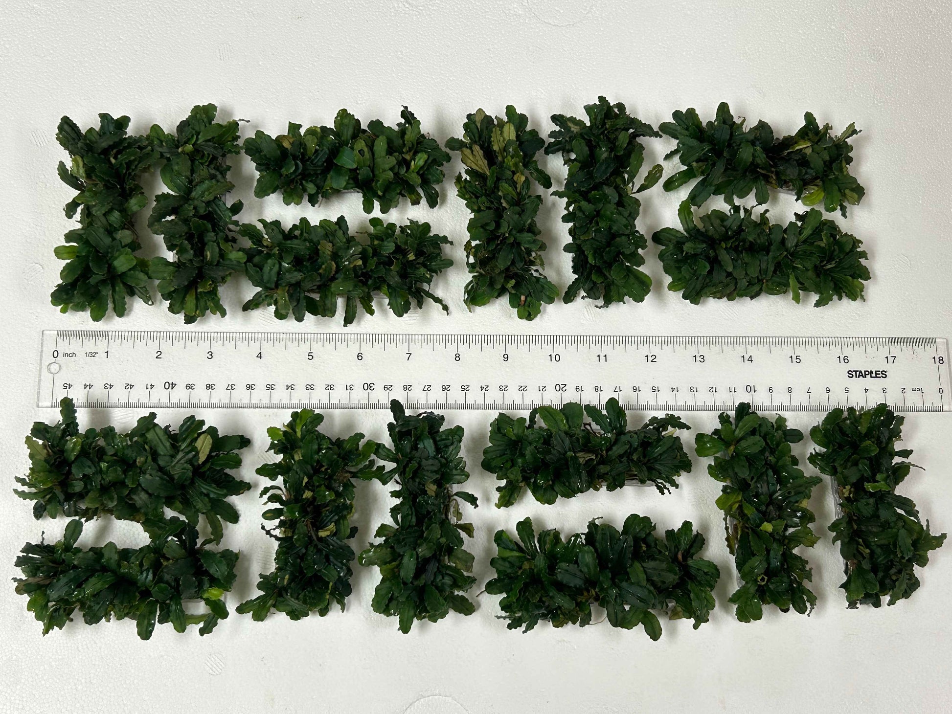 Bucephalandra on Wire Mat