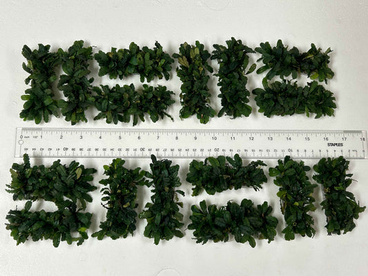 Bucephalandra on Wire Mat