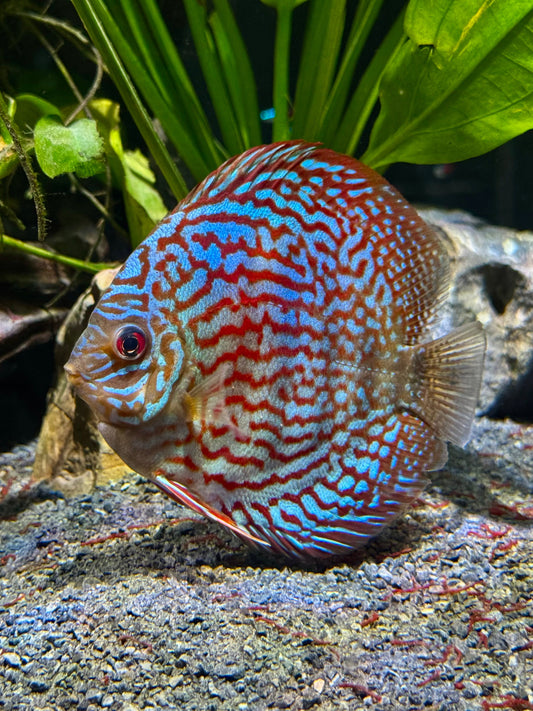 Super Red Turquoise Discus