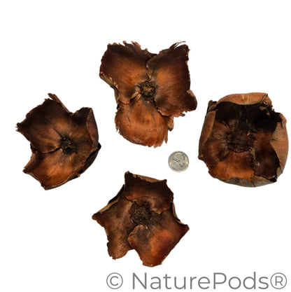 Coco Flowers (Dried Palm Caps)
