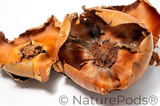 Coco Flowers (Dried Palm Caps)