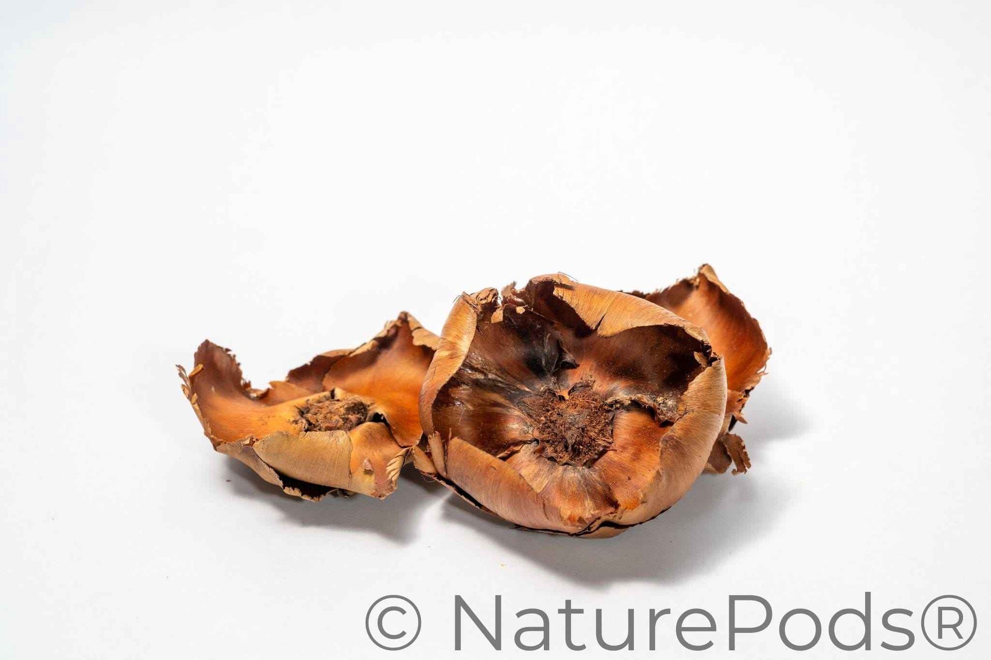 Coco Flowers (Dried Palm Caps)