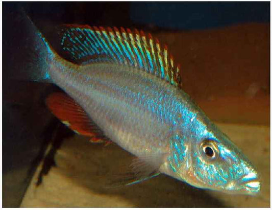 Rock-Dwelling Mbuna Cichli - Compressiceps East African Cichlid (Malawi Eyebiter)