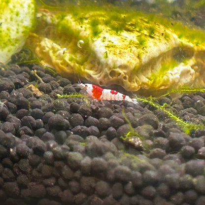 Pure Red Line Shrimp